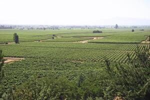 landschappen en details van mooi chileens wijngaarden foto