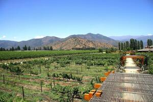 landschappen en details van de mooi wijngaarden van Chili foto