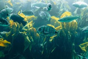 vissen in aquarium of reservoir onder water Aan vis boerderij foto