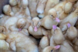 weinig eendjes. veel kinderen eend Bij de gevogelte boerderij foto