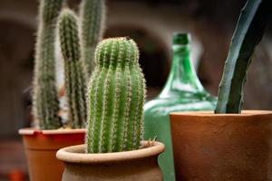 close-up van cactus in pot. pittoreske binnenplaats van het huis. foto