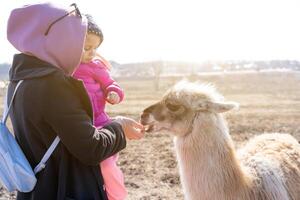 moeder en dochter voeden schattig dier Alpaka lama Aan boerderij buitenshuis foto