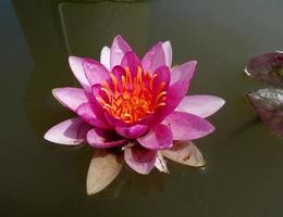 een bloeiende lotusbloem foto