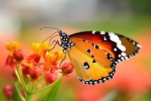 vlinder op oranje bloem in de tuin foto