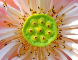 close-up lotusbloem foto