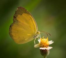 gele vlinder op bloem in de tuin foto