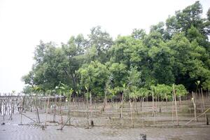 mangrove aanplant activiteiten met niemand Nee persoon Aan wetlands , strand , mangrove Woud Oppervlakte met boom en regen wolken lucht achtergrond foto