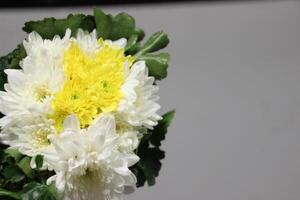 boeket van geel en wit chrysant bloemen met grijs achtergrond foto