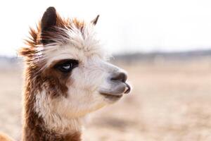 schattig dier Alpaka lama Aan boerderij buitenshuis foto