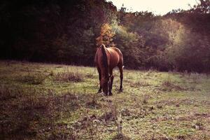 mooi paard wandelingen Aan de zonnig weide foto