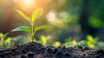 ai gegenereerd jong fabriek spruiten van de rijk bodem, badend in de warm licht, symboliseert nieuw begin foto