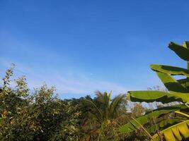 groen vertrekken banaan natuur achtergrond foto