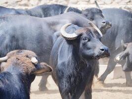 buffel in lima dierentuin, Peru. foto