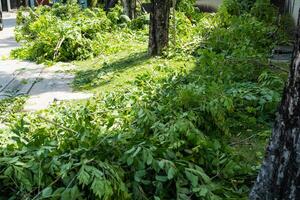 logboeken en bladeren na snijdend naar beneden bomen foto