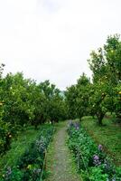 mandarijn oranje tuin of oranje boerderij foto