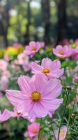 ai gegenereerd levendig rangschikking van cosmo bloemen bloeiend in een weelderig tuin gedurende lente foto