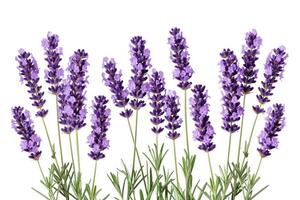 ai gegenereerd lavendel bloemen geïsoleerd Aan wit achtergrond foto