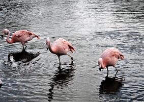 een dichtbij omhoog van een flamingo foto