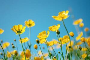 ai gegenereerd geel boterbloemen tegen blauw lucht foto