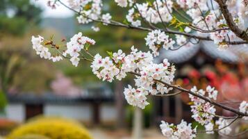 ai gegenereerd kers bloesems in lente foto