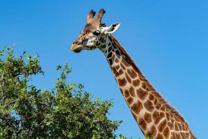 ai gegenereerd giraffe tegen blauw lucht foto