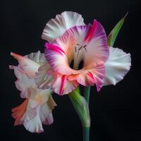 ai gegenereerd glorieus gladiolen bloemen geïsoleerd foto