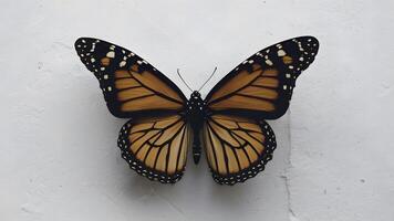 ai gegenereerd majestueus monarch vlinder in verbijsterend contrast tegen wit backdrop foto