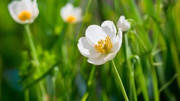ai gegenereerd wit wild wortel bloem brengt versheid naar voorjaar achtergrond foto