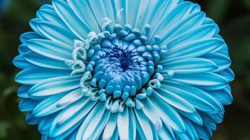 ai gegenereerd detailopname van chrysant blauw bloem met Nee schaduwen foto