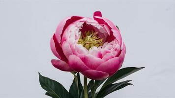 ai gegenereerd voortreffelijk roze pioen bloem tentoongesteld in geïsoleerd wit backdrop foto