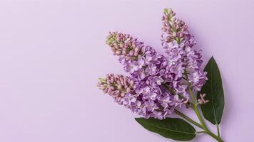 ai gegenereerd mooi lila bloemen geïsoleerd tegen een zuiver wit backdrop foto