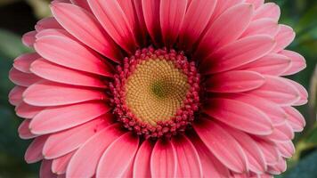 ai gegenereerd dichtbij omhoog roze gerbera bloem net zo achtergrond afbeelding, nauw foto