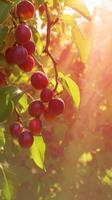 ai gegenereerd biologisch genot rood Pruim groeit in een toneel- boomgaard verticaal mobiel behang foto