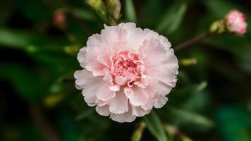 ai gegenereerd roze anjer bloem voegt toe schoonheid naar een boeiend hoofd foto