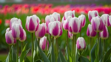 ai gegenereerd voorjaar wazig achtergrond met ultra paars wit tulpen, levendig foto