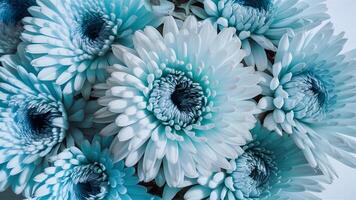 ai gegenereerd chrysant blauw bloem Aan wit geïsoleerd achtergrond, detailopname foto