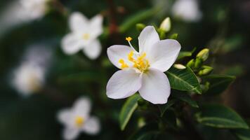 ai gegenereerd selectief focus accentueert schoonheid van jasmijn bloem tegen achtergrond foto