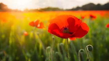 ai gegenereerd mooi rood papaver bloem met kopiëren ruimte in helder veld- foto