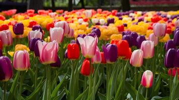 ai gegenereerd bloeiend kleurrijk tulpen bloembed in openbaar tuin, lisse, Nederland foto