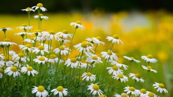 ai gegenereerd kamille bloemen creëren een sereen tafereel over- een wazig achtergrond foto