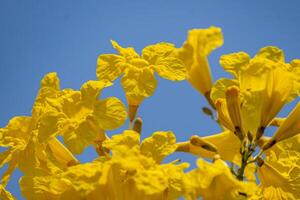 zilver trompet boom, boom van goud, paraguayaans zilver trompet boom, tabebuia aurea bloeiend in de tuin foto