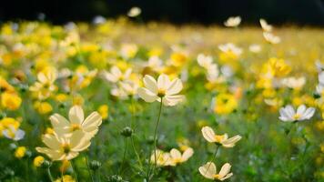 ai gegenereerd kader Ondiep diepte van veld- licht geel kosmos bloemen veld- foto