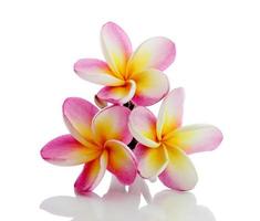 frangipanibloem die op witte achtergrond wordt geïsoleerd foto