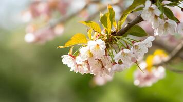 ai gegenereerd kers bloesem in voorjaar natuur achtergrond, groen bladeren, bokeh foto