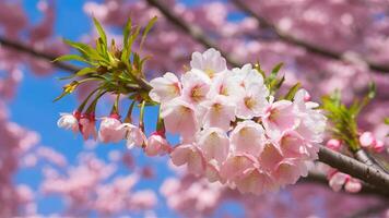 ai gegenereerd achtergrond van kers bloesem boom in delicaat roze bloeien foto