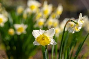 een wit gele narcis in bloeien in voorjaar foto