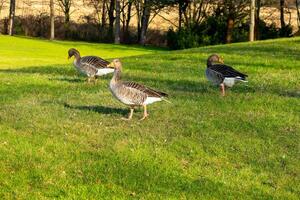 eenden Aan een weide in de stad park foto