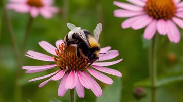 ai gegenereerd hommel bestuiven roze bloem in zomer weide achtergrond foto