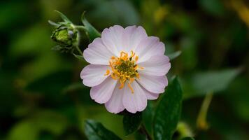 ai gegenereerd wild bergamot bloem geïsoleerd Aan wit achtergrond, wilde bloemen concept foto