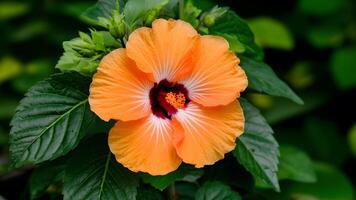 ai gegenereerd oranje kleur hibiscus bloem groen bladeren geïsoleerd wit achtergrond foto